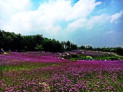 -大塘金香草谷
