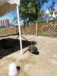 -萌宠亲子动物乐园(槐房万达店)