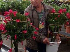 -荷兰花海