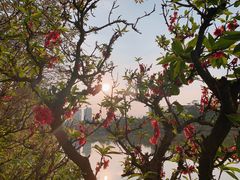 -广西壮族自治区药用植物园