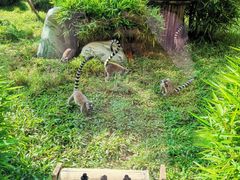 -熊猫自助餐厅.萌趣城堡(长隆熊猫酒店)