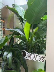 -Fundi张玉珊修身堂·indiba·BTL科技瘦身