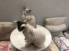 -momokira米努特·德文卷毛猫·棉花面纱犬