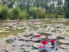 -中国科学院西双版纳热带植物园