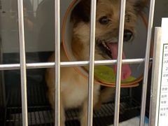 -爱侣宠医·鹦鹉专科·小型哺乳类·异宠专科(灵石路店)