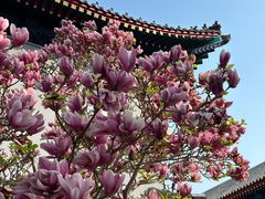 -天津大悲禅院