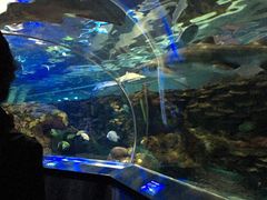 -瑞普利水族馆