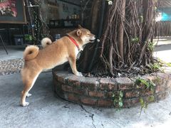 -柴犬高等学院·狗咖·柴犬售卖·宠物训练