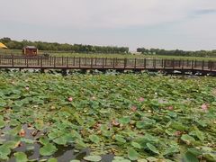 -天津东丽湖风景区