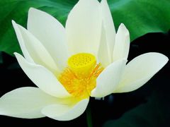 -苏沐堂全息足浴·SPA·按摩(万科美好广场店)
