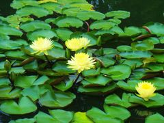 -国家植物园南园