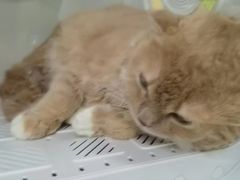 -瑞派动物医院·猫专科·至诚(江南中分院)