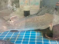 -富临港·蒸汽海鲜·手抓海鲜·炒菜(栈桥店)