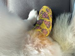 -伟伟宠物医院·CT影像中心·瑞派犬猫综合性门诊(汉口总院)