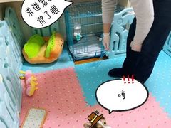 -翊宠yipet猫狗购宠庄园犬舍•猫舍