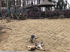 -武汉动物园