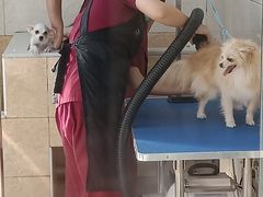 -美联众合动物医院·24h京西诊疗中心