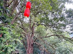 -石台牯牛降景区