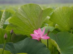 -洪湖生态旅游区