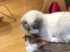-Pets First伊珊娜洗护·精致美容·家庭式寄养(新会路店)