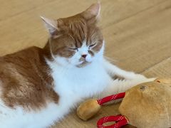 -Let's go狗咖·猫咖·奶狗·桌游(春熙路IFS店)