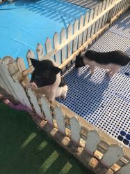 -萌宠亲子动物乐园(槐房万达店)