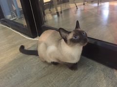 -猫咪咖啡·猫咖(万达广场店)