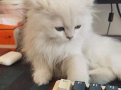 -欣宠猫屋·矮脚拿破仑·蓝金金渐层