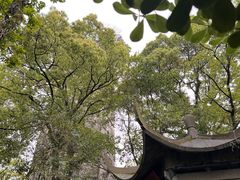 -江心屿景区