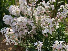 -松山湖梦幻百花洲