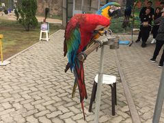 -西霞口神雕山野生动物世界