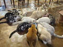 -猫猫幼稚园·撸猫·桌游·电玩