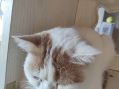 -Cappucimeow猫咪咖啡馆(韦伯时代店)