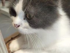 -飞行喵MR PILOT|猫舍·猫咖(静安大融城店)