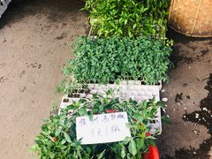 -树木岭集贸市场(劳动东路)