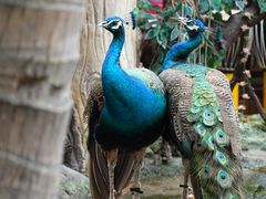 -西双版纳原始森林公园