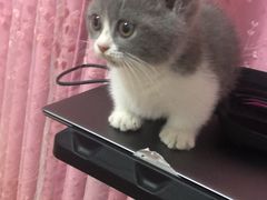 -Bastet sally猫舍购宠(静安店)