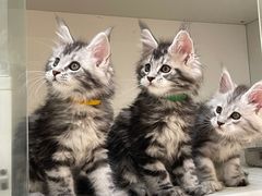 -lincat·猫舍(广州店)