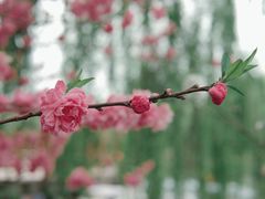 -顾村公园