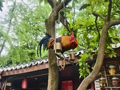 -青城甲(青城山店)