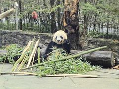 -都江堰中华大熊猫苑