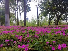 -眉山湿地公园(东坡区)