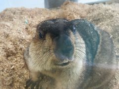 -怪兽屋·羊驼·猫咖·狗咖(俊华广场店)