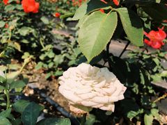 -亚龙湾国际玫瑰谷