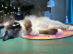 -喵喵咪呀布偶猫咖(春熙路店)