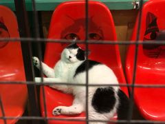 -猫咪博物馆(顶澳仔猫街店)