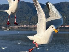 -海埂大坝