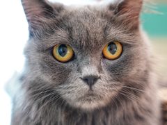 -飞行喵MR PILOT|猫舍·猫咖(静安大融城店)
