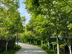 -上海海湾国家森林公园