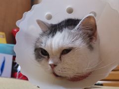 -纳吉亚猫专科动物诊疗中心(蒋宅口分院)